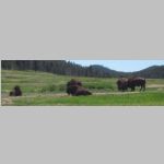 R0021222_WindCave_Bison.jpg