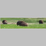 R0021229_WindCave_Bison.jpg