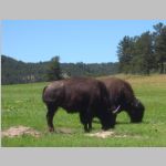 R0021230_WindCave_Bison.jpg