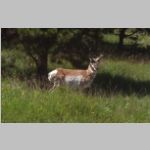 R0021239_WindCave_Pronghorn.jpg