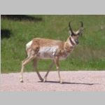 R0021243_WindCave_Pronghorn.jpg