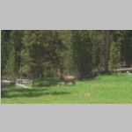 R0020295_Yellowstone_elk.jpg