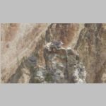 R0020310_Yellowstone_OspreyNest_Closeup.jpg