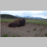 R0020437_Yellowstone_Bison.jpg
