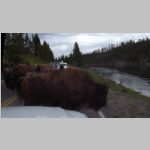 R0020442_Yellowstone_Bison.jpg