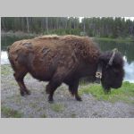 R0020444_Yellowstone_Bison.jpg
