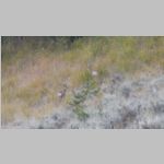 R0025014_Yellowstone_TowerFall_Deer.jpg