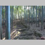 Kyoto_8000Buddhas3.jpg