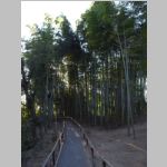 Kyoto_KodaijiBamboo.jpg