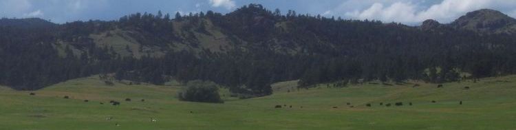 R0021144_CusterStatePark_BisonAndPronghorns.jpg