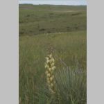R0020682_LittleBighorn.jpg