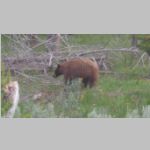 R0019753_Tetons_BlackBear.jpg