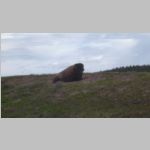 R0020433_Yellowstone_Bison.jpg