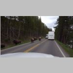 R0020453_Yellowstone_Bison.jpg