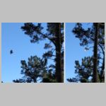 HawkInRedwoodPark.jpg
