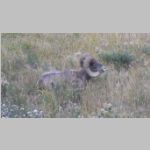 R0025003_Yellowstone_BigHornSheep.jpg